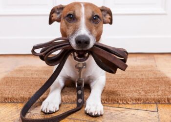 Los perros pueden comprender las consecuencias de sus acciones