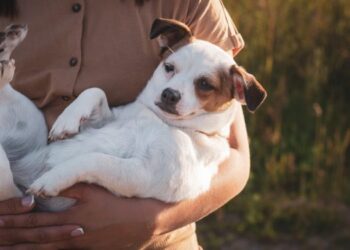Perro hereda $5 millones tras fallecimiento de su dueño