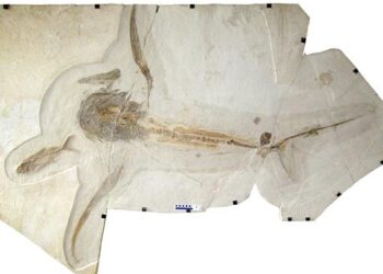 Descubren un tiburón ‘alado’ de los mares del Cretácico