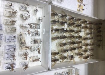 Venezuela ostenta una de las cuatro colecciones más grandes de insectos de Latinoamérica