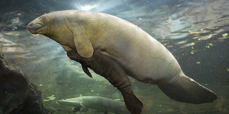 De las toninas a los manatíes, fauna en SOS