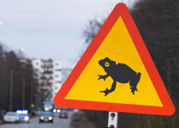 Cierran carretera en Estonia para que puedan cruzar ranas y sapos reproductores