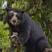 El hallazgo en Venezuela de dos oseznos frontinos, el único oso autóctono de Suramérica