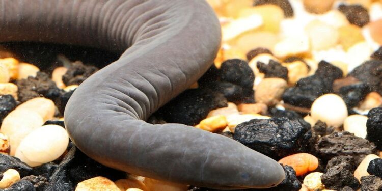 Hallan en un canal de Florida un anfibio nativo de Colombia y Venezuela