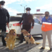 Ecuador adiestra a unidades caninas para detectar Covid-19 entre la gente
