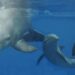 Los delfines adaptaron su esperma para reproducirse en el medio acuático