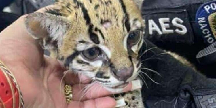 FAES rescató a un cunaguaro que era mascota de las bandas de la Cota 905