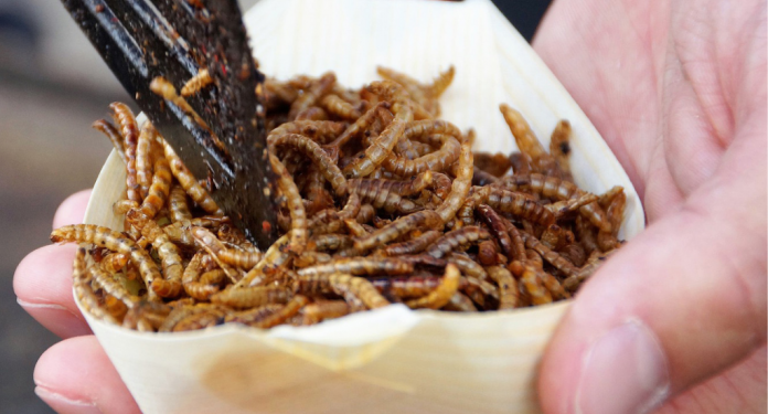 Los insectos, la nueva proteína aprobada en Portugal