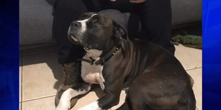 Hallan a dos perros muertos por disparos y posible envenenamiento en Miami-Dade