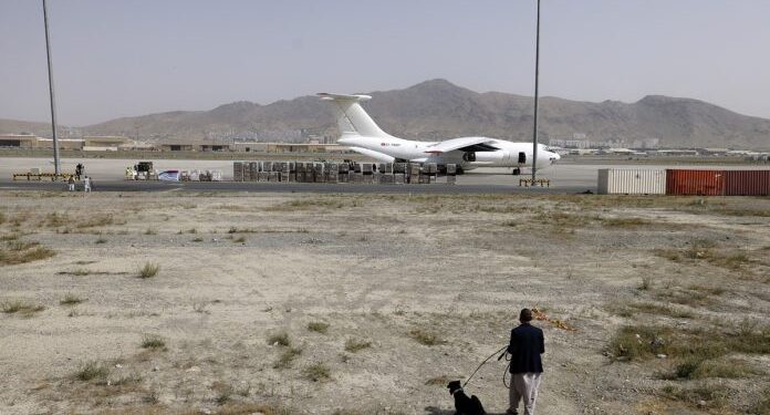 Perros abandonados del aeropuerto de Kabul se preparan para volver al trabajo
