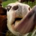 Enseñan a vacas a usar letrinas para reducir emisiones