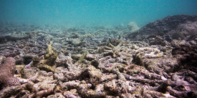 Los arrecifes de coral han perdido el 50% de su ‘utilidad’ en 70 años