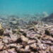 Los arrecifes de coral han perdido el 50% de su ‘utilidad’ en 70 años