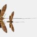 Una polilla predicha por Darwin es reconocida como nueva especie