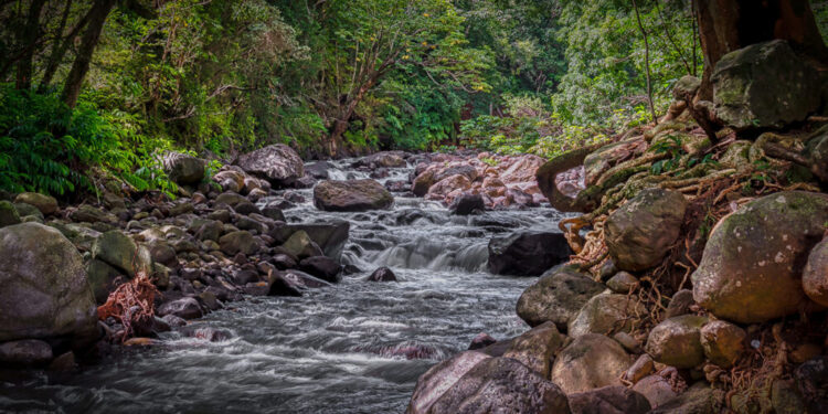 Descubren que el río de Hawai que huele a cerveza es alcohólico