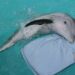 Murió Winter, la querida estrella de ‘Dolphin Tale’ en un acuario de Florida