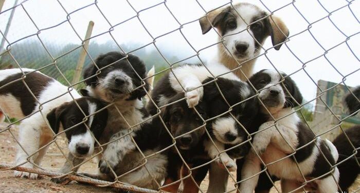 Bogotá tendrá primer hospital público para animales sin hogar