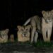 Leones dan positivo en pruebas de detección del coronavirus en Singapur