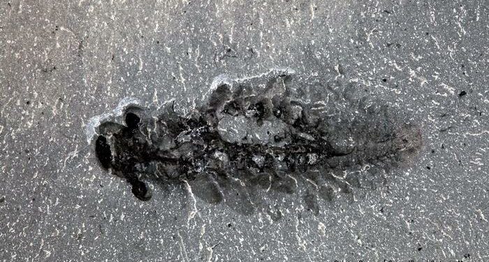 Extraño cerebro fósil obliga a replantear la evolución de insectos y arañas