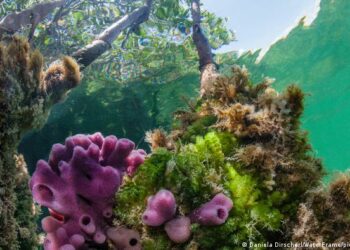 Biólogo mexicano descubre en esponjas marinas fármacos contra alzheimer y covid