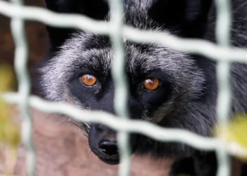 Raza de perro en China pudo ser la responsable de transmitir el covid-19 a humanos