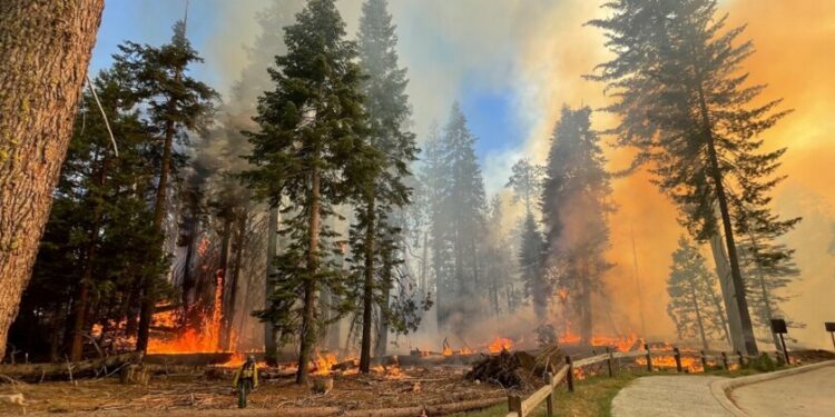 Desalojan y cierran Parque Nacional Yosemite ante incendio de 15 mil hectáreas