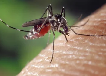 Confirman primer caso de «fiebre del dengue» en Miami-Dade