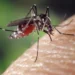 Confirman primer caso de «fiebre del dengue» en Miami-Dade