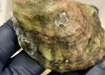 Florida amenazada por ostras con químicos tóxicos