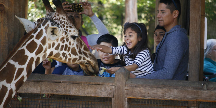 Zoo en Dallas levanta sospechas: Roban monos, balean a buitre y liberan a leopardo
