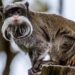 Zoo de Dallas recuperó a los monos secuestrados