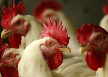 Por esto hay brotes de gripe aviar en Sudamérica