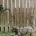 ¿Por qué los perros persiguen a los gatos?
