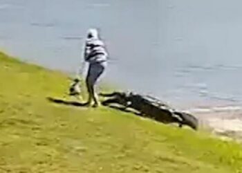 Autoridades retiran caimanes de un lago en Florida