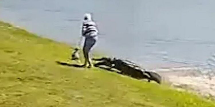 Autoridades retiran caimanes de un lago en Florida