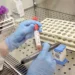 EEUU revela que Covid-19 probablemente se originó en un laboratorio chino