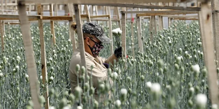 Flores para San Valentín, un producto colombiano con toque venezolano