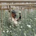 Flores para San Valentín, un producto colombiano con toque venezolano