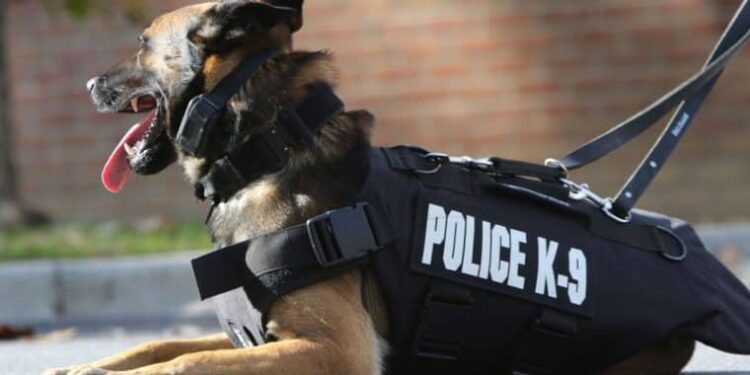Agentes caninos de Miami Beach tendrán nuevo sitio para entrenar