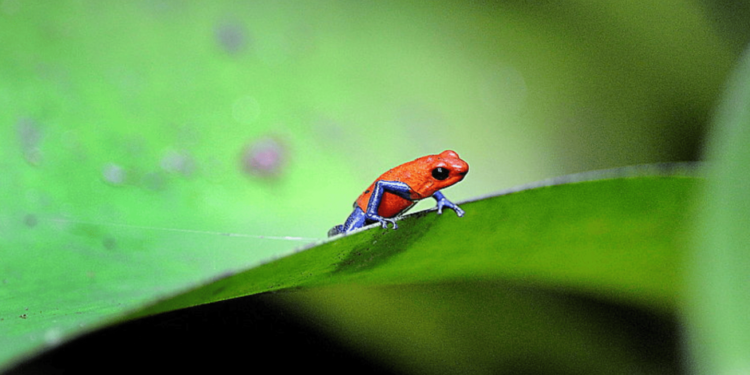 Este país de América tiene los mejores resultados ambientales del mundo