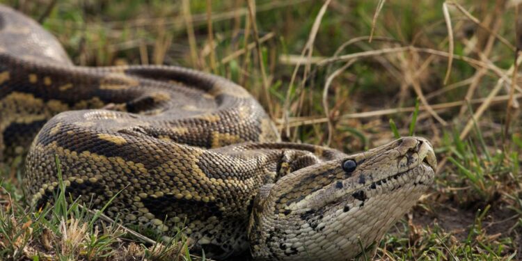 La radio telemetría la nueva arma contra la pitón birmana en Florida