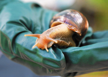 Peligroso caracol africano aparece en Florida