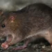 Advierten que ratas en Nueva York pueden portar variantes de COVID-19