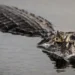 Alertan salidas de caimanes por temperaturas cálidas en Florida