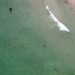 Decenas tiburones se observaron cerca de las playas de Miami