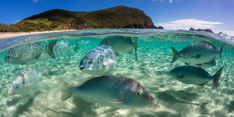 Se firma tratado que protegerá la biodiversidad oceánica