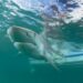 Playa brasileña registró dos ataques de tiburones en 24 horas