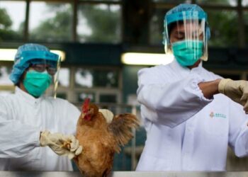 OMS confirma primera muerte por gripe aviar H3N8 en China