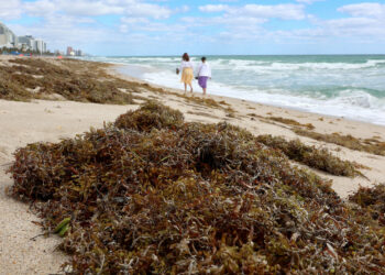 Inmensa masa de algas invade playas de Florida