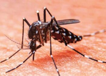 En alerta por nuevos casos de dengue en Miami-Dade